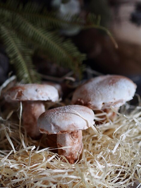 Foto close-up di funghi che crescono sul campo
