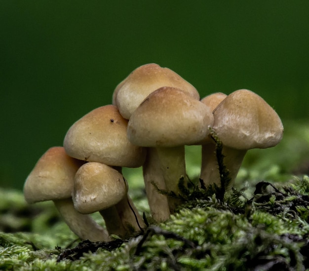 Foto close-up di funghi che crescono sul campo