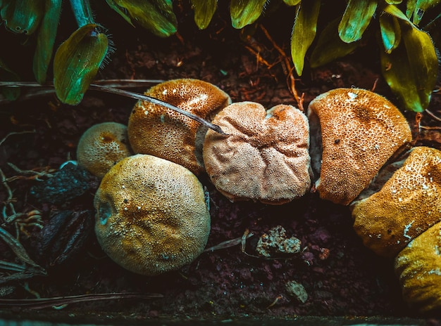 Foto close-up di funghi che crescono sul campo