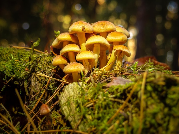close-up of mushrooms growing on field