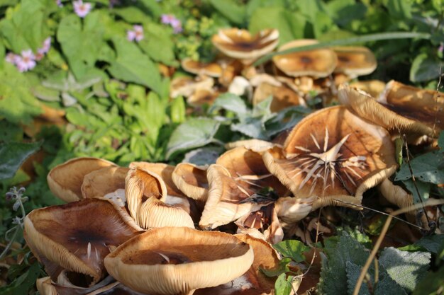 Close-up of mushrooms growing on field