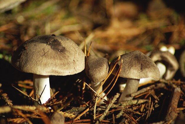 Close-up of mushrooms growing on field