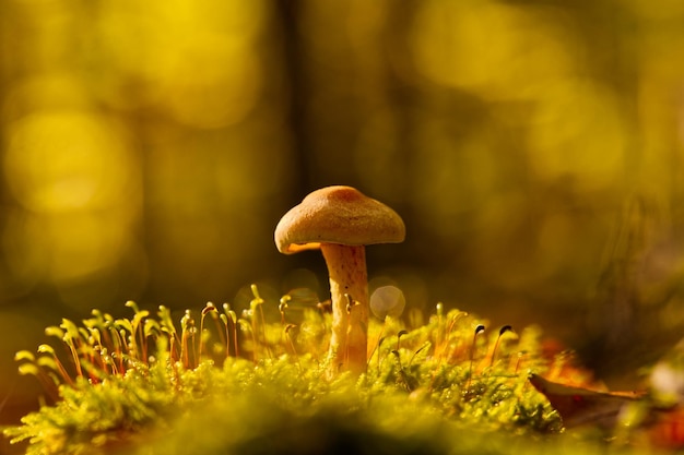 Photo close-up of mushrooms growing on field