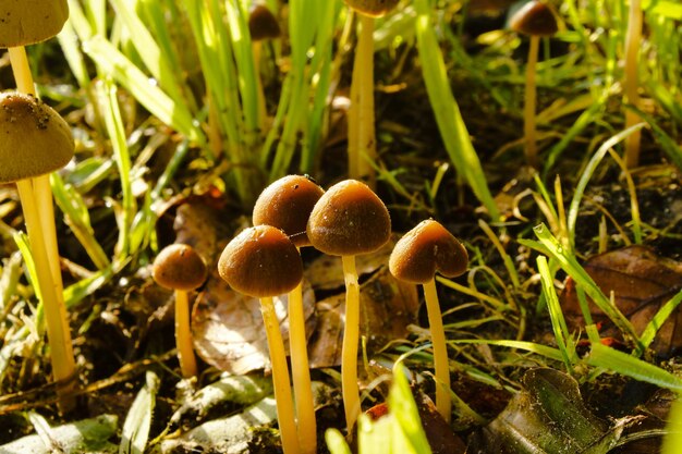 Close-up of mushrooms growing on field