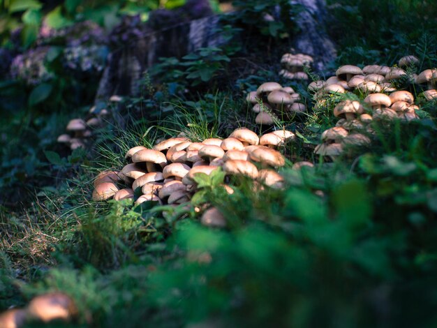 Photo close-up of mushrooms growing on field