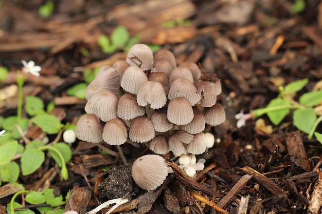 Close-up of mushrooms growing on field