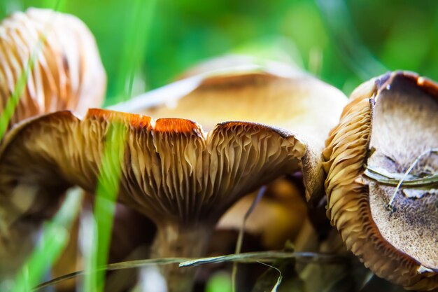 Foto close-up di funghi che crescono sul campo