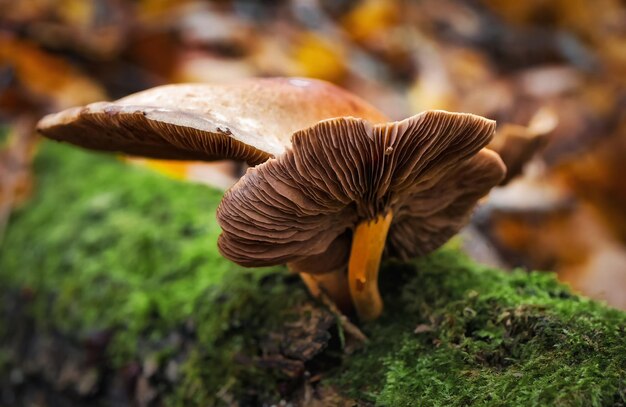 Photo close-up of mushrooms growing on field