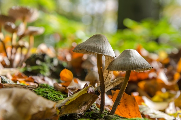 close-up of mushrooms growing on field