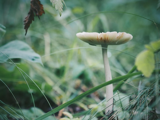 Foto close-up di funghi che crescono sul campo