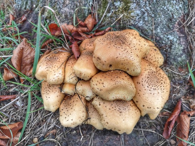 Foto close-up di funghi che crescono sul campo