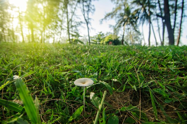 Close-up of mushrooms growing on field