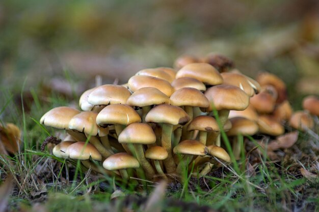 Close-up of mushrooms growing on field