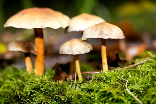 Close-up of mushrooms growing on field