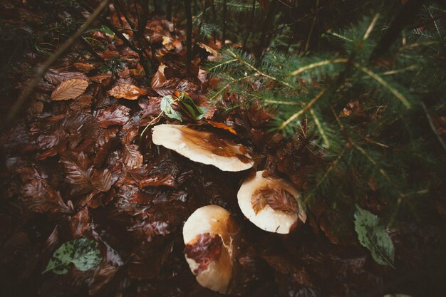 Foto close-up di funghi che crescono nella foresta