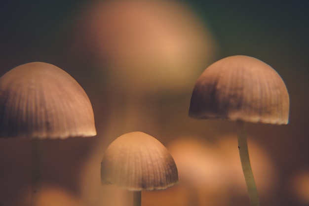 Foto close-up di funghi che crescono sulla terraferma