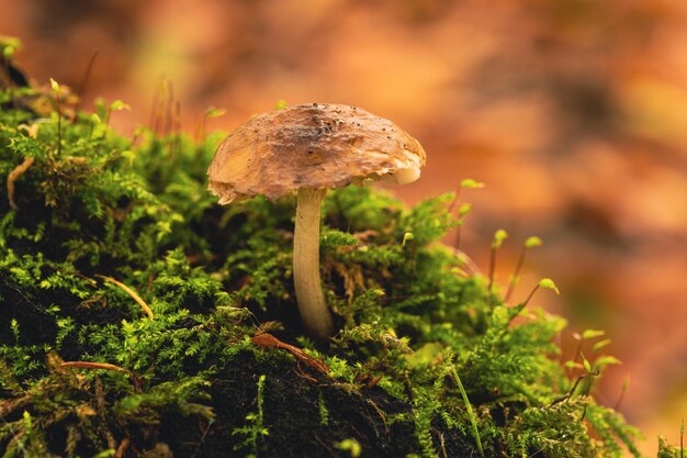 Close-up of mushrooms growing on land