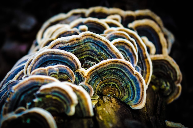 Photo close-up of mushrooms growing outdoors