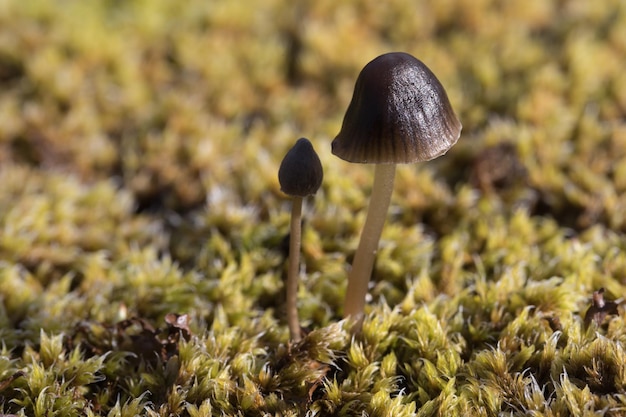 Foto close-up di funghi che crescono all'aperto