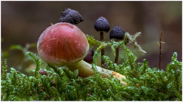 Foto close-up di funghi che crescono all'aperto