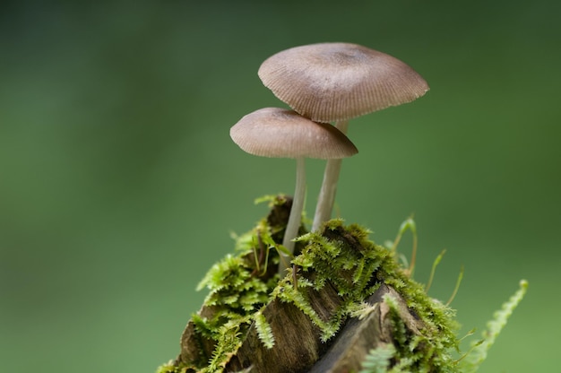 Крупный план грибов, растущих на растении
