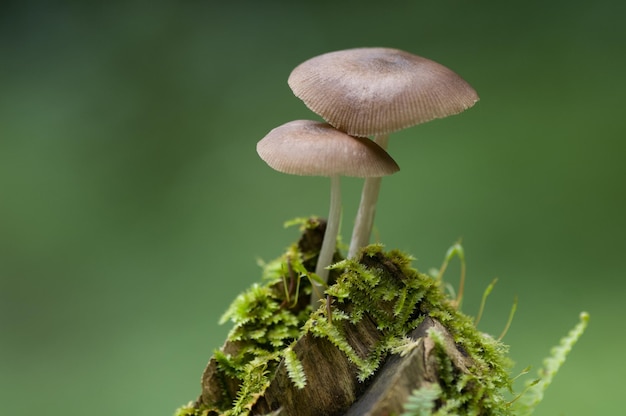 植物で成長するキノコのクローズアップ