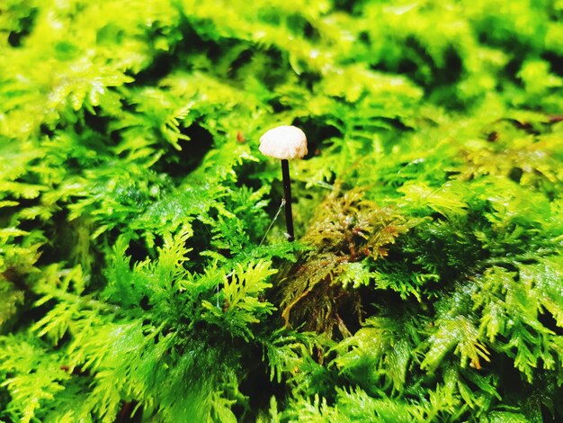 Photo close-up of mushrooms growing on plant