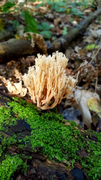 Foto close-up di funghi che crescono sulla pianta