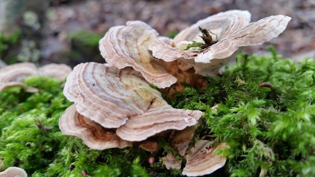 Close-up of mushrooms growing on rock