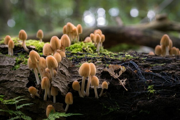 Close-up of mushrooms growing on tree branch