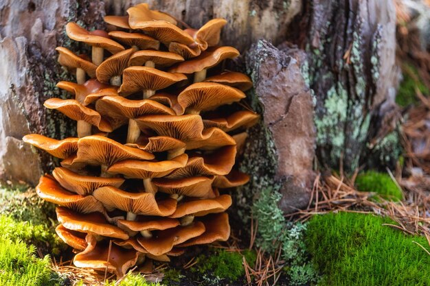 Foto close-up di funghi che crescono sul tronco di un albero in foresta