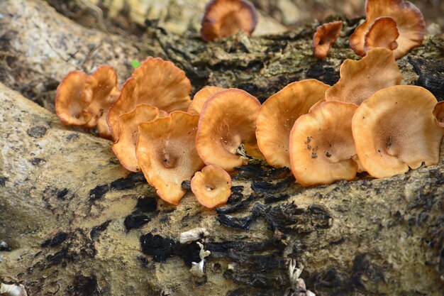 Photo close-up of mushrooms growing on tree trunk