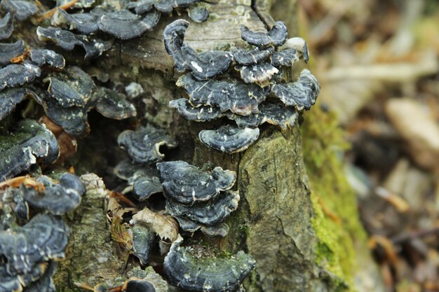 Photo close-up of mushrooms growing on tree trunk