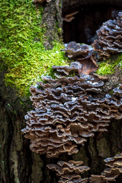 Photo close-up of mushrooms growing on tree trunk