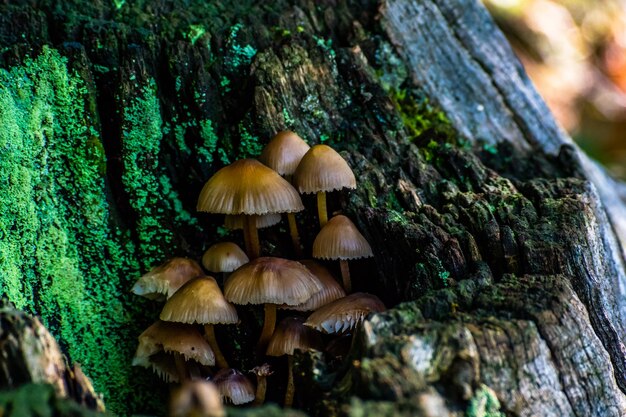 Close-up of mushrooms growing on tree trunk