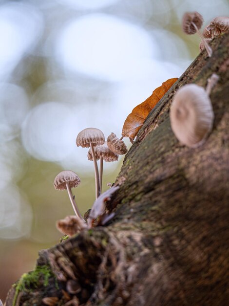 Photo close-up of mushrooms growing on tree trunk