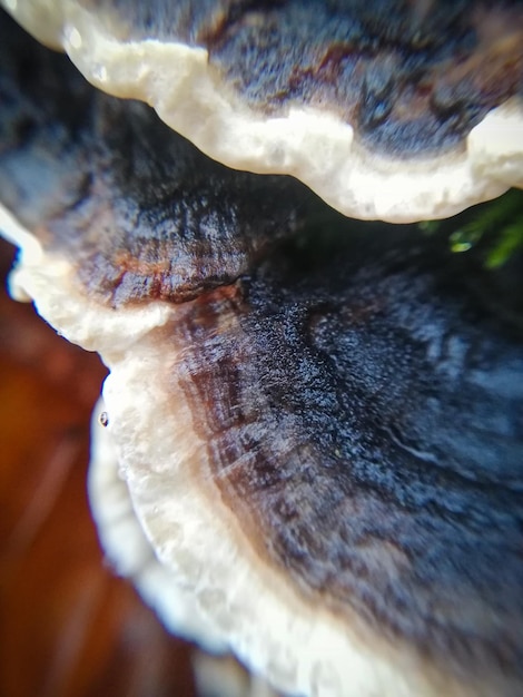 Photo close-up of mushrooms growing in the wood macrophotography