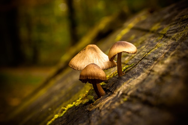 close-up of mushrooms growing on wood