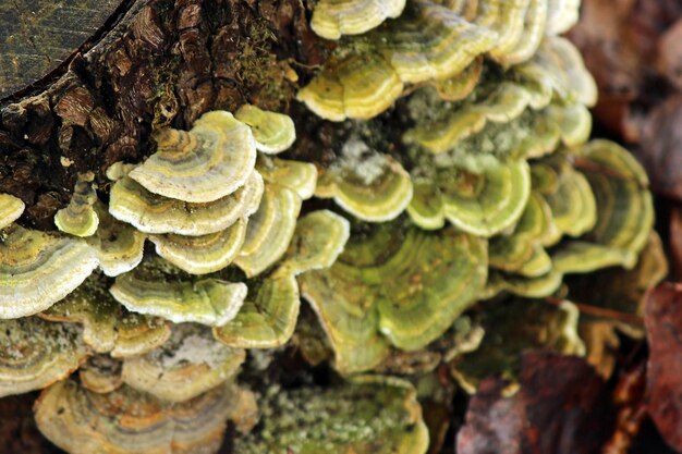 Photo close-up of mushrooms on log