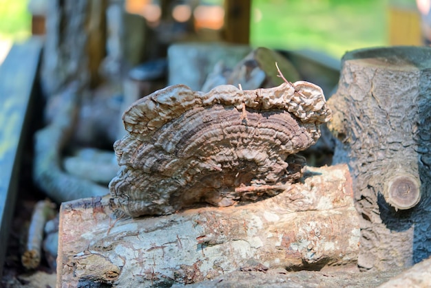 A close up of the mushrooms tinder fungus on a tree