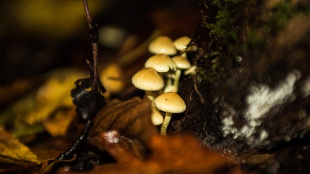 Photo close-up of mushrooms on water