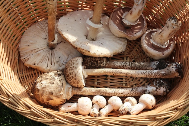 Close-up of mushrooms in wicker basket