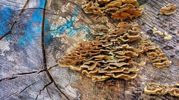 Крупный план грибов на дереве