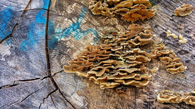 Close-up of mushrooms on wood