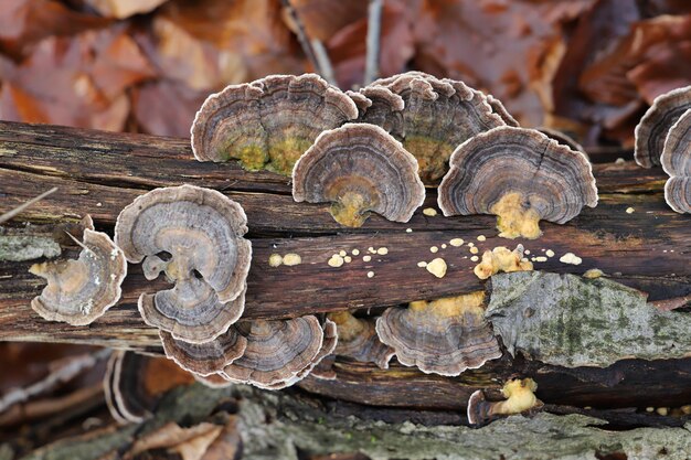 Photo close-up of mushrooms on wooden log