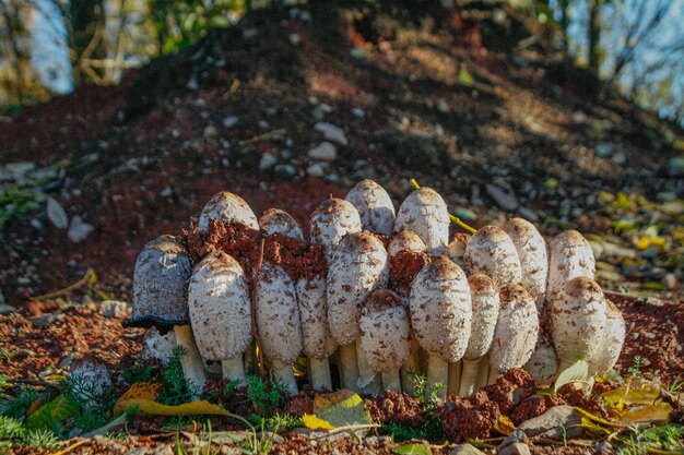 Photo close-up of mushrooms