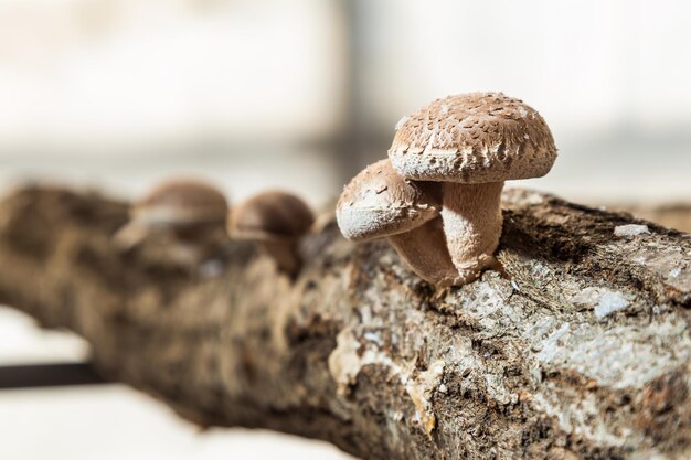 Foto prossimo piano dei funghi