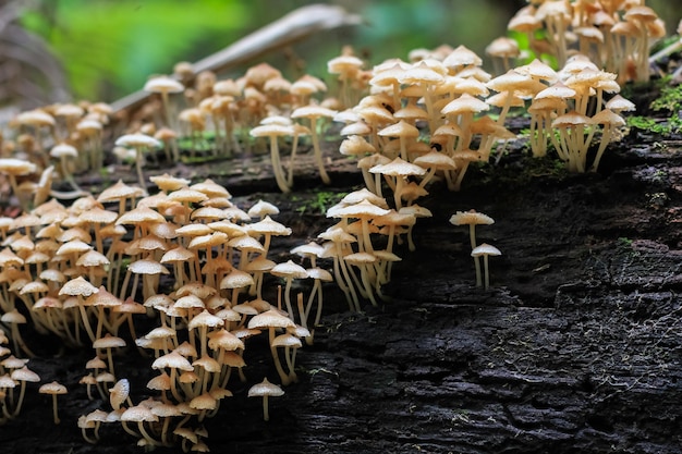 Foto prossimo piano dei funghi