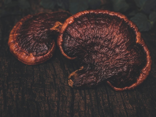 Photo close-up of mushrooms