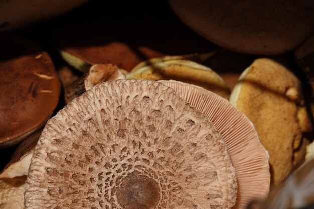 Photo close-up of mushrooms